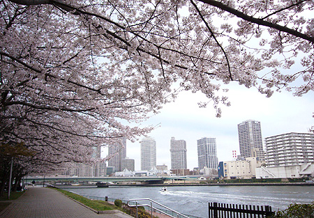 sakura2010-1.jpg