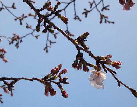 sakura2011.jpg